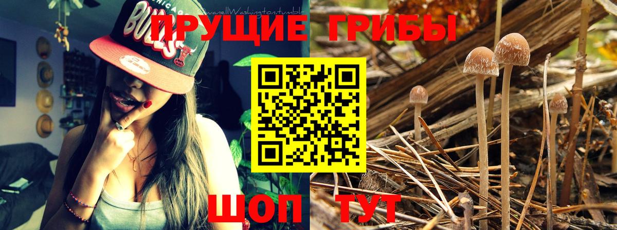 хочу наркоту  Вход с VPN  Гусь-Хрустальный  Галлюциногенные грибы Psilocybine cubensis 